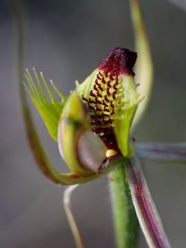 Caladenia attingens
