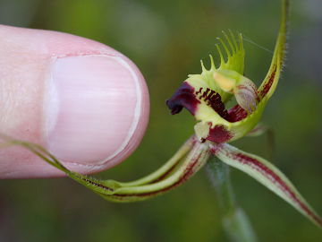 Caladenia attingens