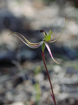 Caladenia attingens