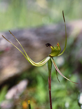 Caladenia attingens