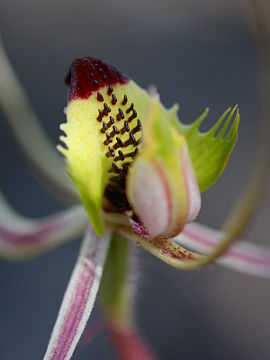 Caladenia attingens
