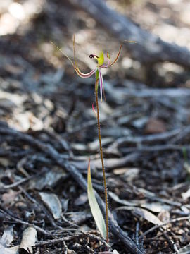 Caladenia attingens