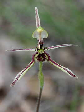 Caladenia barbarossa