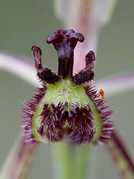 Caladenia barbarossa