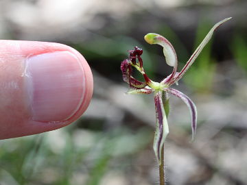 Caladenia barbarossa