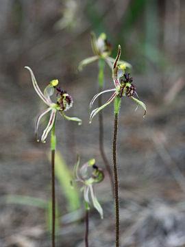 Caladenia barbarossa
