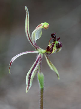 Caladenia barbarossa
