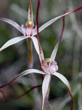 Caladenia bigeminata