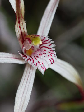 Caladenia bigeminata