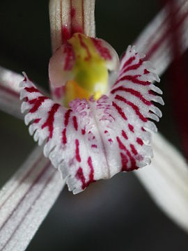Caladenia bigeminata