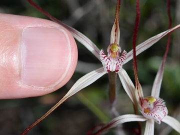 Caladenia bigeminata