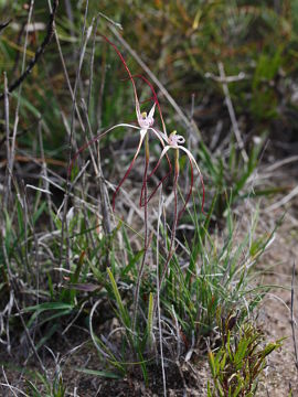 Caladenia bigeminata