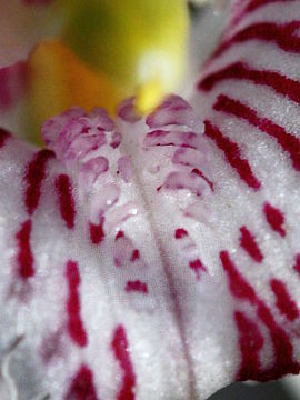 Caladenia bigeminata