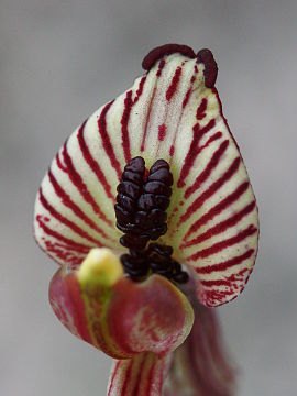 Caladenia cairnsiana