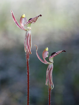 Caladenia cairnsiana