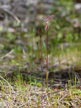 Caladenia cairnsiana