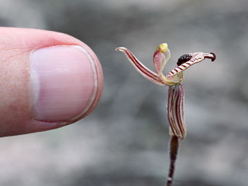 Caladenia cairnsiana
