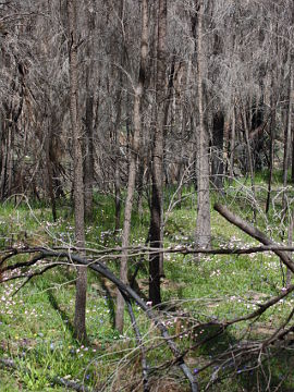 Caladenia cairnsiana
