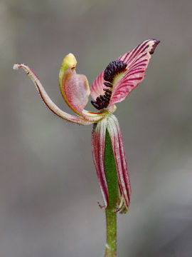 Caladenia cairnsiana