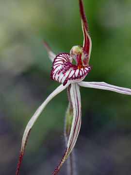 Caladenia cairnsiana × Caladenia polychroma
