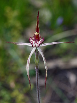 Caladenia cairnsiana × Caladenia polychroma