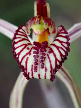 Caladenia cairnsiana × Caladenia polychroma
