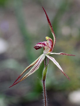 Caladenia cairnsiana × Caladenia polychroma