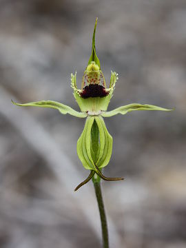 Caladenia crebra