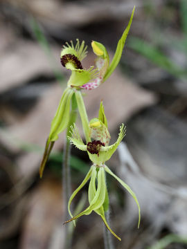 Caladenia crebra