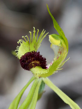 Caladenia crebra