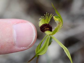 Caladenia crebra