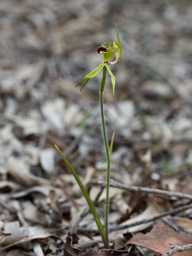 Caladenia crebra