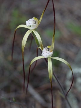 Caladenia denticulata