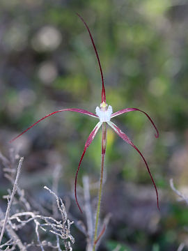 Caladenia denticulata