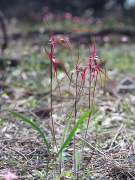 Caladenia dimidia