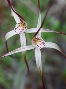 Caladenia dimidia