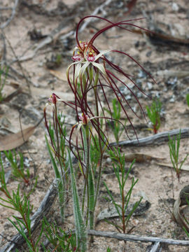 Caladenia dimidia