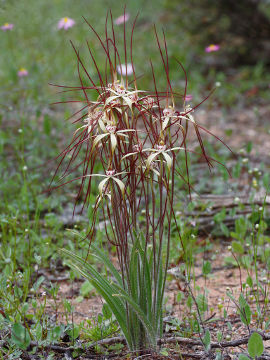 Caladenia dimidia