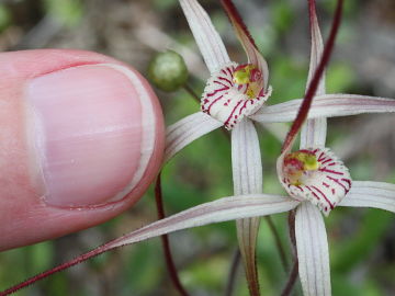 Caladenia dimidia
