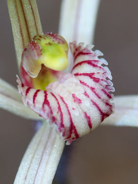Caladenia dimidia