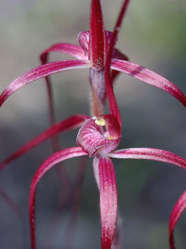 Caladenia dimidia