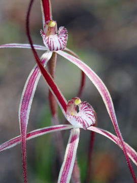 Caladenia dimidia