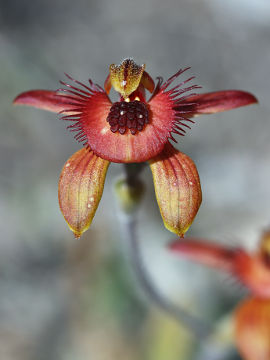 Caladenia discoidea
