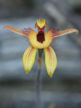 Caladenia discoidea