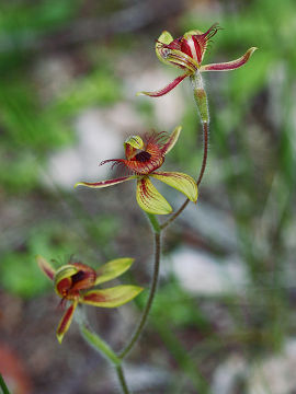 Caladenia discoidea
