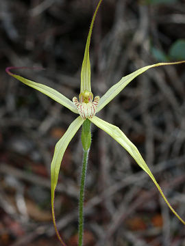 Caladenia elegans