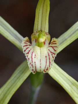Caladenia elegans