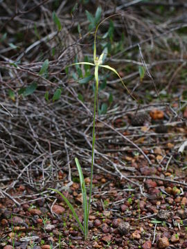 Caladenia elegans