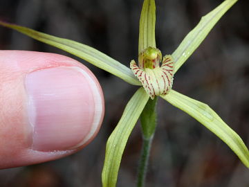 Caladenia elegans
