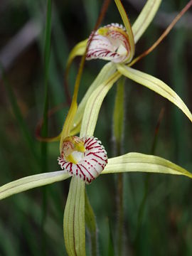 Caladenia elegans